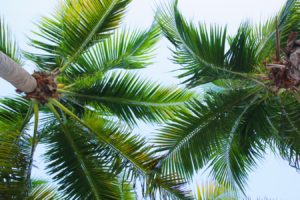View of palm tree leaves against the sky.