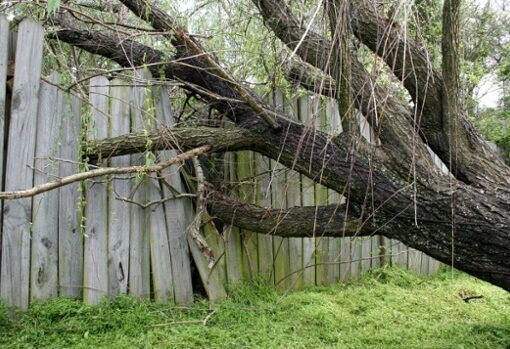 Fallen tree leaning against wooden fence.