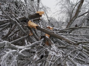 Broken tree branches covered in ice.